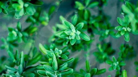 Thymian lässt sich im garten entweder als saatgut oder als pflanze anbauen. Aromatischer Thymian darf im Garten einfach nicht fehlen ...