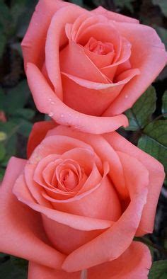 Eine schöne handbemalte aquarell blumen perfekt für ihre. Die 409 besten Bilder von schöne Rosen | Rosen, Schöne ...