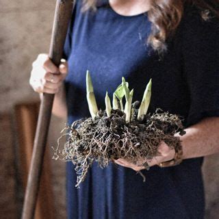 You can do this with newly purchased hostas, too. Planting Hostas www.rockyhedgefarm.com | Organic mulch ...