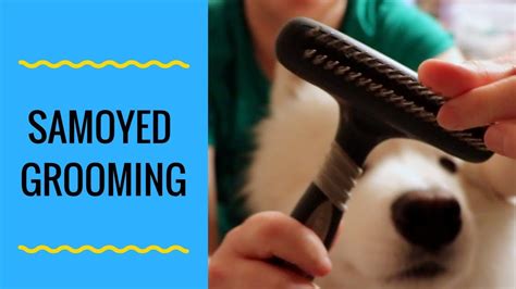 So your first step here is to determine what kind of coat your labradoodle has. How to Groom a Samoyed Dog Part 1 (step by step) - YouTube