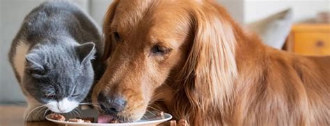 Research shows that dogs are capable of safely consuming and what fruits to avoid with dogs and cats. Can Cats Eat Dog Food 2021 Okay Safe or Bad for Kittens ...