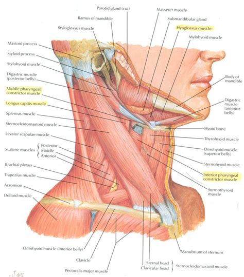 Striated muscle tissue is a muscle tissue that features repeating functional units called sarcomeres.the presence of sarcomeres manifests as a series of bands visible along the muscle fibers, which is responsible for the striated appearance observed in microscopic images of this tissue. Neck Muscle Anatomy | Neck muscle anatomy, Muscle anatomy ...