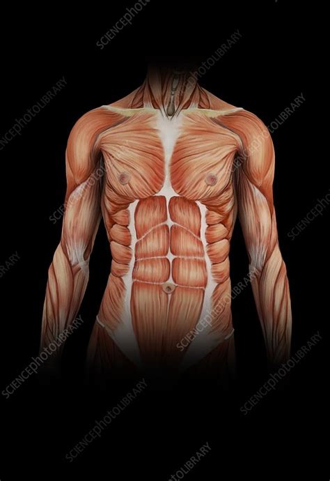 In this class you will learn how to this class is meant to teach you the primary muscles of the torso as it pertains to drawing the human body. Human torso muscles, illustration - Stock Image - C025 ...