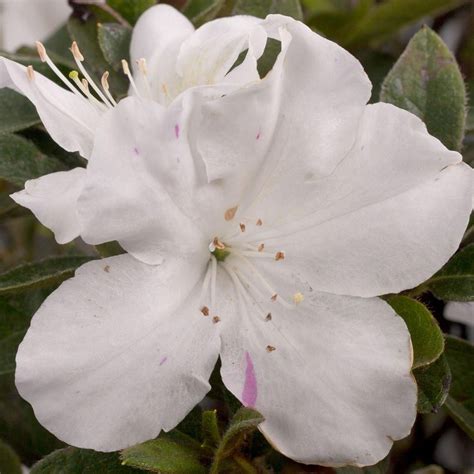 21,140 likes · 359 talking about this. ENCORE AZALEA 2 Gal. Autumn Lily Encore Azalea Shrub with ...