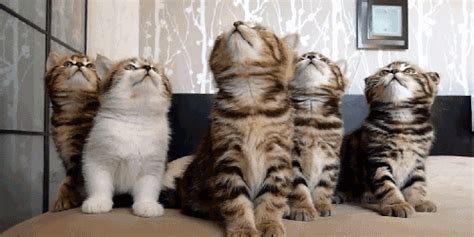 Berikut ini adalah tingkah lucu kucing ketika tidur: Kumpulan Gambar Kucing Bergerak Lucu Banget - Lucu Pool