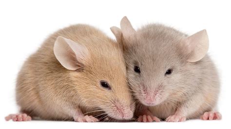 Can you get lice from a cat? Mice feel each other's pain | Science | AAAS