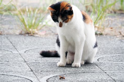 Here is what you should do if you are attacked by an angry swarm. Was Your Cat Stung by a Wasp, Bee, Snake or Spider? What ...