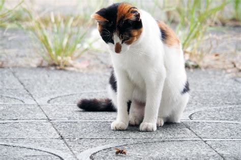 Sabrina bailey was airlifted off a buntzen lake sabrina bailey, 22, was airlifted off a trail at buntzen lake and taken to hospital after having a serious allergic reaction to a wasp sting during a hike. Was Your Cat Stung by a Wasp, Bee, Snake or Spider? What ...