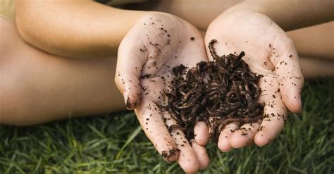 Soil is composed of bedrock and mountain stones broken down over eons by wind and rain. Soil vs. Dirt: The Differences, According to Soil Scientists