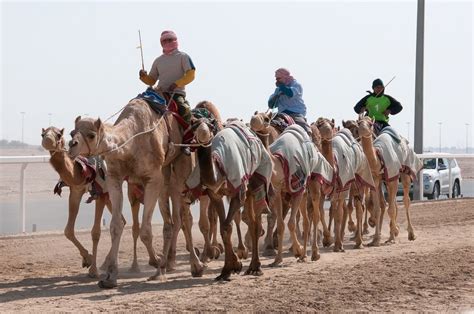 We recently spent two days in doha and wanted to attend the camel races. Transfer Neymara dla niekibiców, czyli Katar i polityka