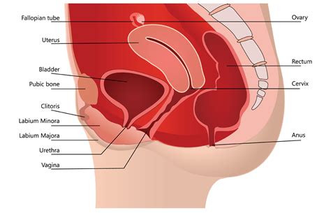 Die einnistung ist ein komplexer prozess, bei dem sich ein embryo im blastozystenstadium an die empfängliche gebärmutterschleimhaut wie und wann nistet sich der embryo in die gebärmutter ein? Wann erfolgt die einnistung. Einnistung - endlich ...