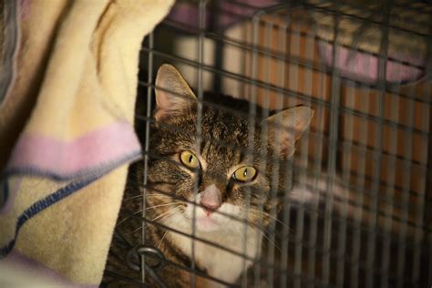 Generally feral cats are not acclimated to humans, our noises, smells and sounds. On the prowl with a trapper who works to keep D.C.'s feral ...