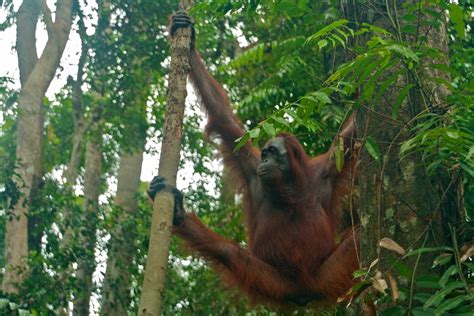 Create a trip to save and organise all of your travel ideas, and see them. Orangutan | Pondok Tanggui, Tanjung Puting National Park ...