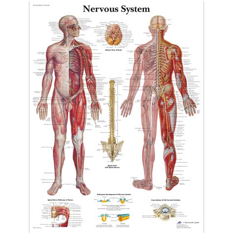 It comprises millions of neurones and uses electrical impulses to communicate very quickly. Human Nervous System Chart | Human Nervous System Poster ...