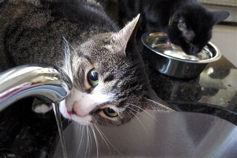 This can pose a danger to him and you. How to Keep Your Cat Off Your Counters - Animed Direct