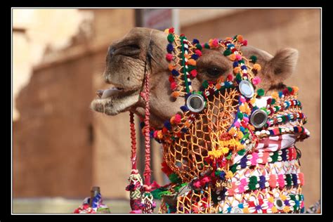 The correct answer is c. Dressed Up Camel - India Travel Forum | IndiaMike.com