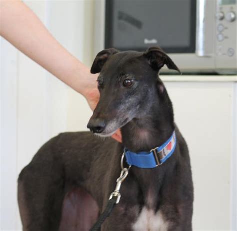 We tend to find the boys while they may be slightly larger have a more laid back temperament and can even be easier to walk. Dog - Details | Greyhounds as Pets
