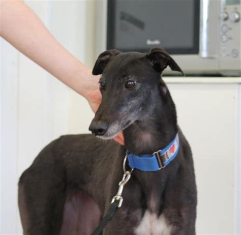 They have a comprehensive adoption programme to ensure that each dog is match with a home that suits their temperament. Dog - Details | Greyhounds as Pets