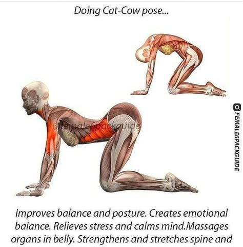 The sanskrit name of the cat pose, marjaiasana, comes from marjay meaning. Health, Fitness & Motivation on Instagram: "Benefits of ...