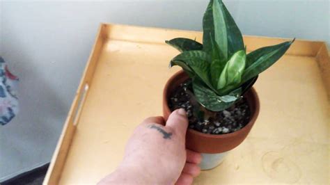 Join our friendly community that shares. SANSEVIERIA HAHNI SILVER STREAK - YouTube