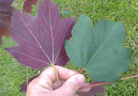 Acer pseudoplatanus varieties are planted for timber production; Érable Regal Petticoat - Plantations Univert