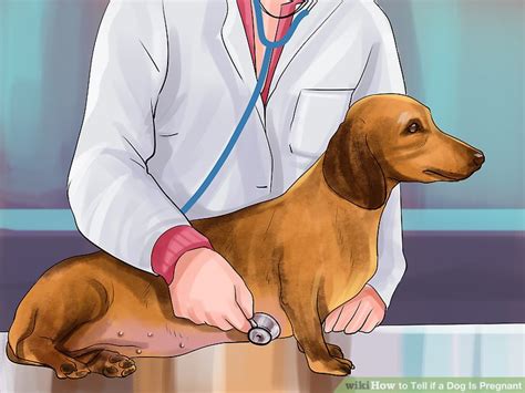 Visit an expert veterinarian to confirm your suspicion. 4 Simple Ways to Tell If a Dog Is Pregnant - wikiHow