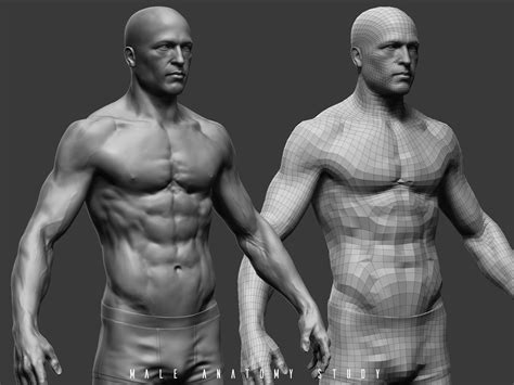 Want to discover art related to anatomy? ArtStation - male anatomy, Wojtek Odrzywolski