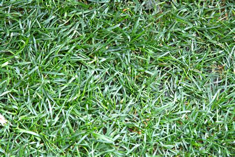 It's drought tolerant but requires abundant watering to get. The Best 3 Grass Types for Your Denver, CO Lawn - Lawnstarter