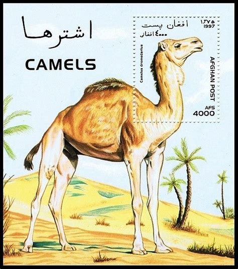 Jun 20, 2021 · אפגניסטן: 1997: Dromedary (Camelus dromedarius) (אפגניסטן) (Lamas ...