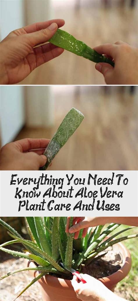 Flowering aloe vera plants need the same cultural care as those not in bloom. In this post, we will go over everything we need to know ...