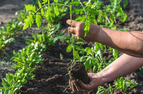 How do you prepare soil for tomatoes? Tomato Seedlings: How To Prepare The Soil And Properly ...