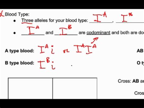 Amoeba sisters monohybrid worksheet answers : Amoeba Sisters Video Recap Monohybrid Crosses Mendelian Inheritance Answers - Arocreative