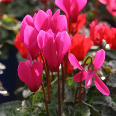 Some great winter flowers include: Go Gardening - Helping New Zealand Grow - Garden ...