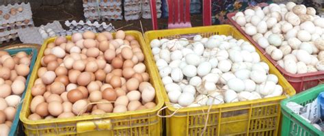 Der great reset wird im nächsten jahr statt im schweizer davos in singapur vorbereitet. Wie lange legen Hühner Eier? - Eianzahl ist in jedem Huhn ...
