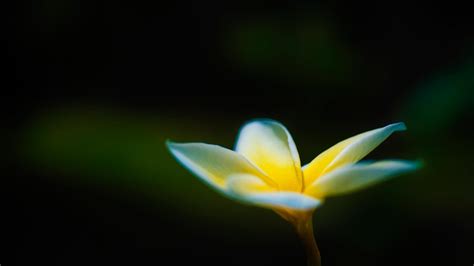 Best desktop wallpapers, full hd backgrounds. Plumeria HD Wallpapers