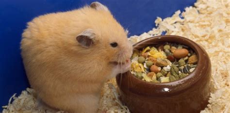 Create a jpeg with many artifacts. VIDEO. Que se passe-t-il dans les abajoues du hamster ? - Sciences et Avenir