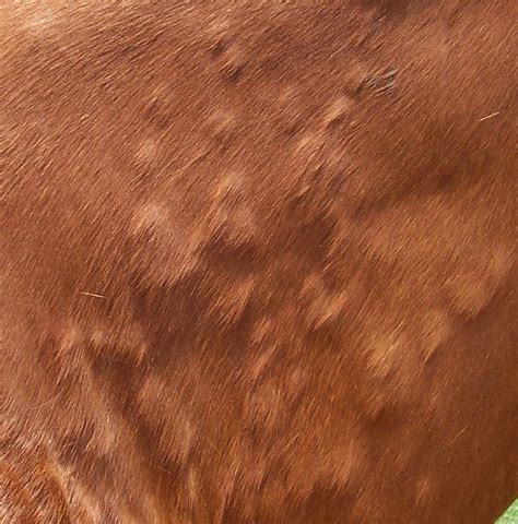 Skin Deep - Identifying and Treating Common Skin Disorders ...
