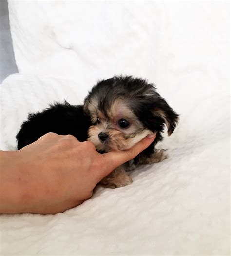 Tiny Teacup Morkie Puppy for sale! Holiday | iHeartTeacups
