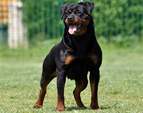 We foster rescued dogs in private homes or occasionally board one in a rescue friendly kennel until a foster home opens up. Rottweiler Rescue, Breeders for Sale in Washington : King ...