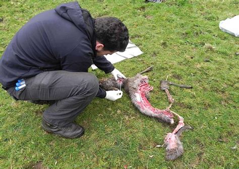 If your cat is a lover of the great outdoors, there is a good chance they have come into contact with a fe. Could this be the wild cat of Woodchester? Beast hunted ...