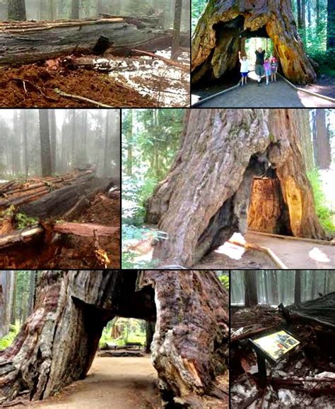 We couldn't ask for a better location than the pioneers cabin to host our business launch. The Iconic Pioneer Cabin Sequoia 'Tunnel Tree' Is Brought ...