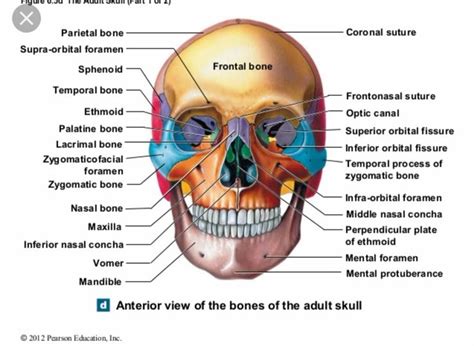 This article will help you understand key anatomical structures in the skull and spine, with the goal of helping you better understand your condition. Pin by Windy Rothmund on Head & Neck Anatomy | Palatine ...