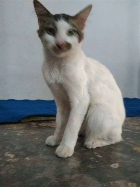Foto Anak Kucing Anggora Warna Putih - 81021+ Nama Untuk Kucing Comel, Lucu dan Unik