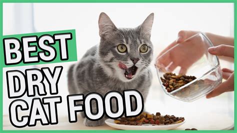 Check spelling or type a new query. Best Dry Cat Food | TOP 5 Dry Cat Foods 2020 🐱 - YouTube