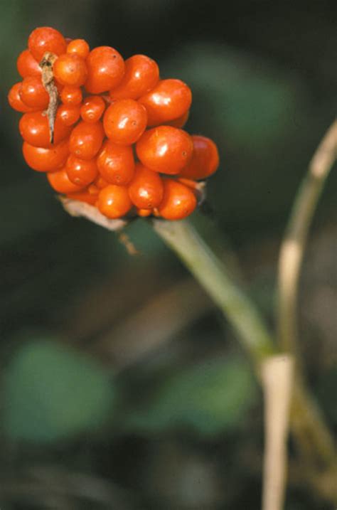 Jimsonweed, jamestown weed, mad apple, moon flower, stinkwort, thorn apple, devil's trumpet datura stramonium* (introduced) family: Dreiblatt-Feuerkolben Arisaema triphyllum Beschreibung ...