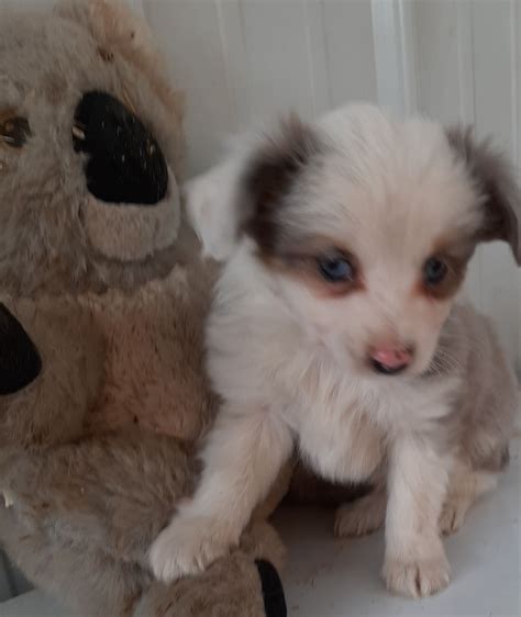 But since i really love the little ones, my dogs are on the smaller end of that size range. Herman - male ASDA Toy Aussie pupper for sale at Mason ...