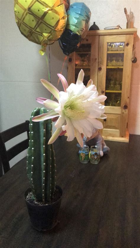 The san pedro cactus, echinopsis pachanoi or trichocereus pachanoi, of the cactus family, is known in traditional medicine, for human use and for veterinary use. My wife bought this cactus and it bloomed today! It's such ...