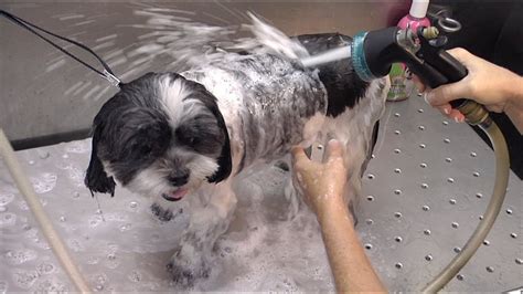 To use the sponge, showerhead, towel, blowdryer, brush, and toothrush: Take Paws: Mobile Pet Grooming - YouTube