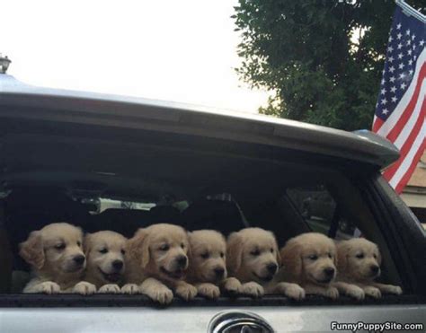 You will join us on a full time, permanent. Puppy Delivery - funnypuppysite.com