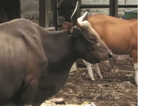 Penjinakan banteng liar menjadi sapi bali telah. Informasi Tentang Banteng, Binatang yang konon suka ...